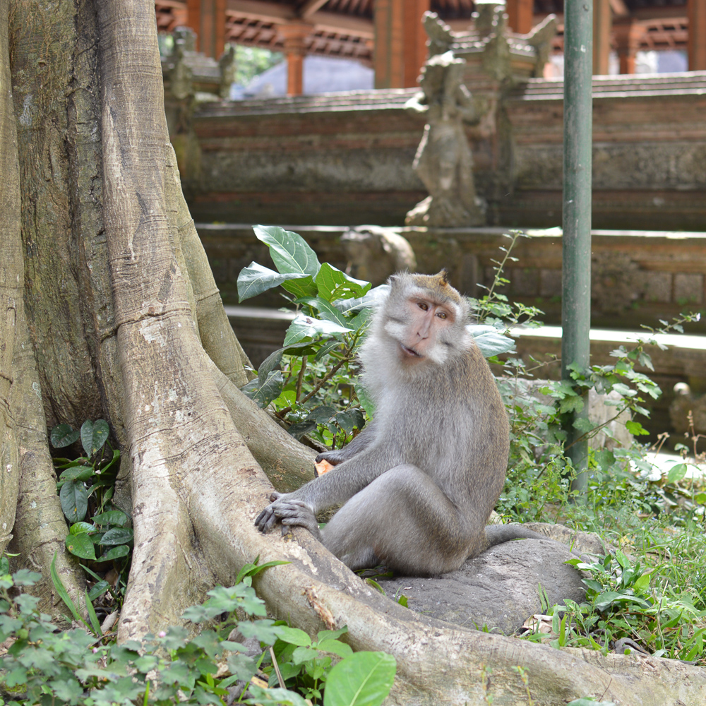 sacred monkey forest