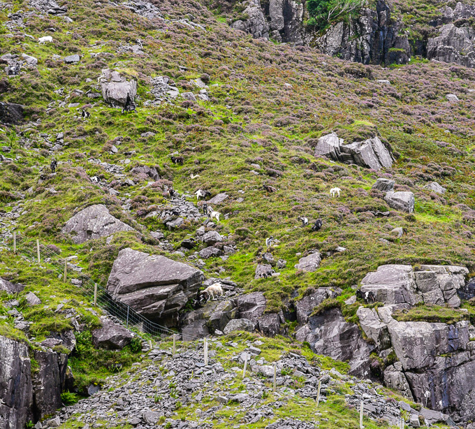 Mountain sheep on a hill in Ireland. 