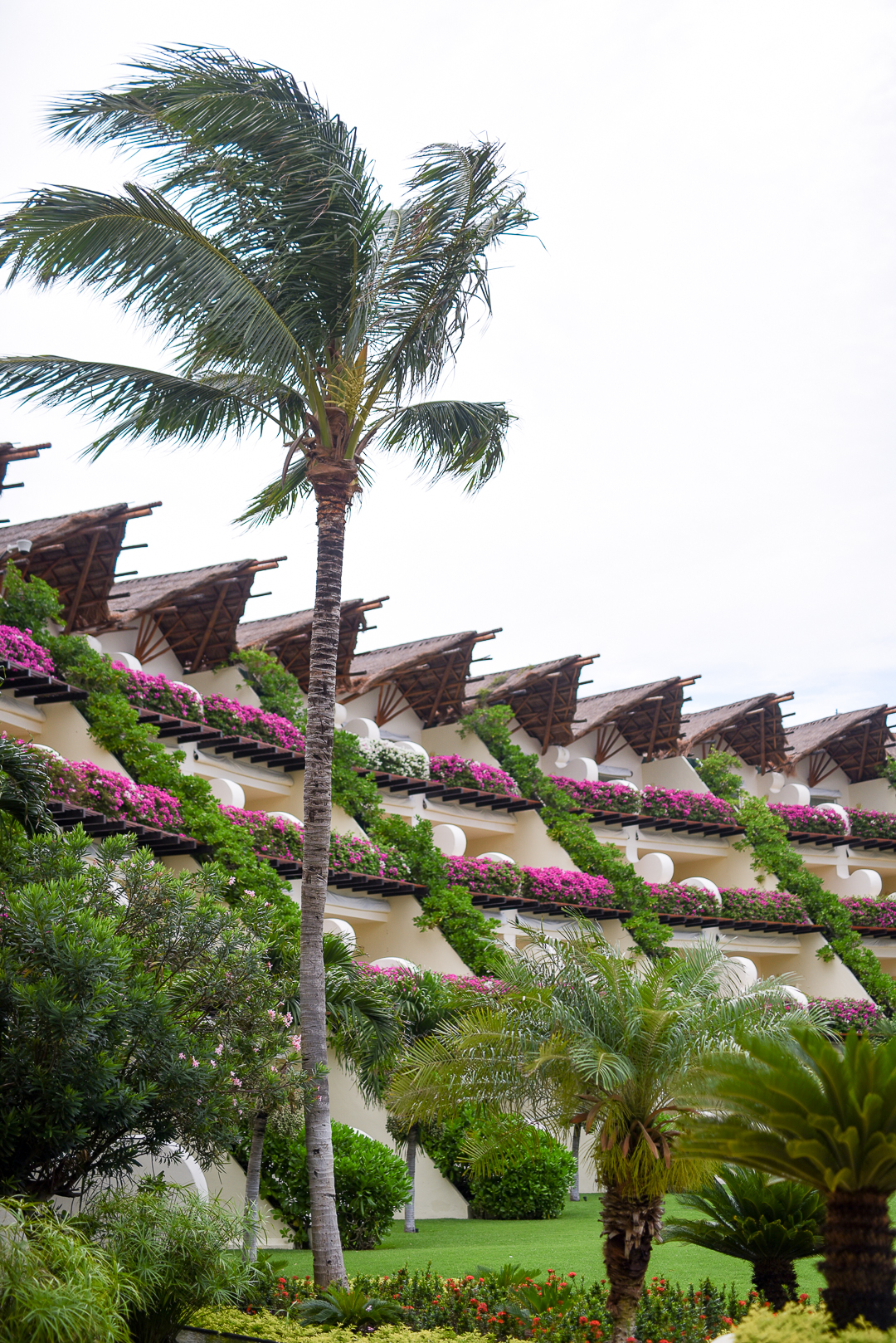 bougainvillea filled wall in mexico