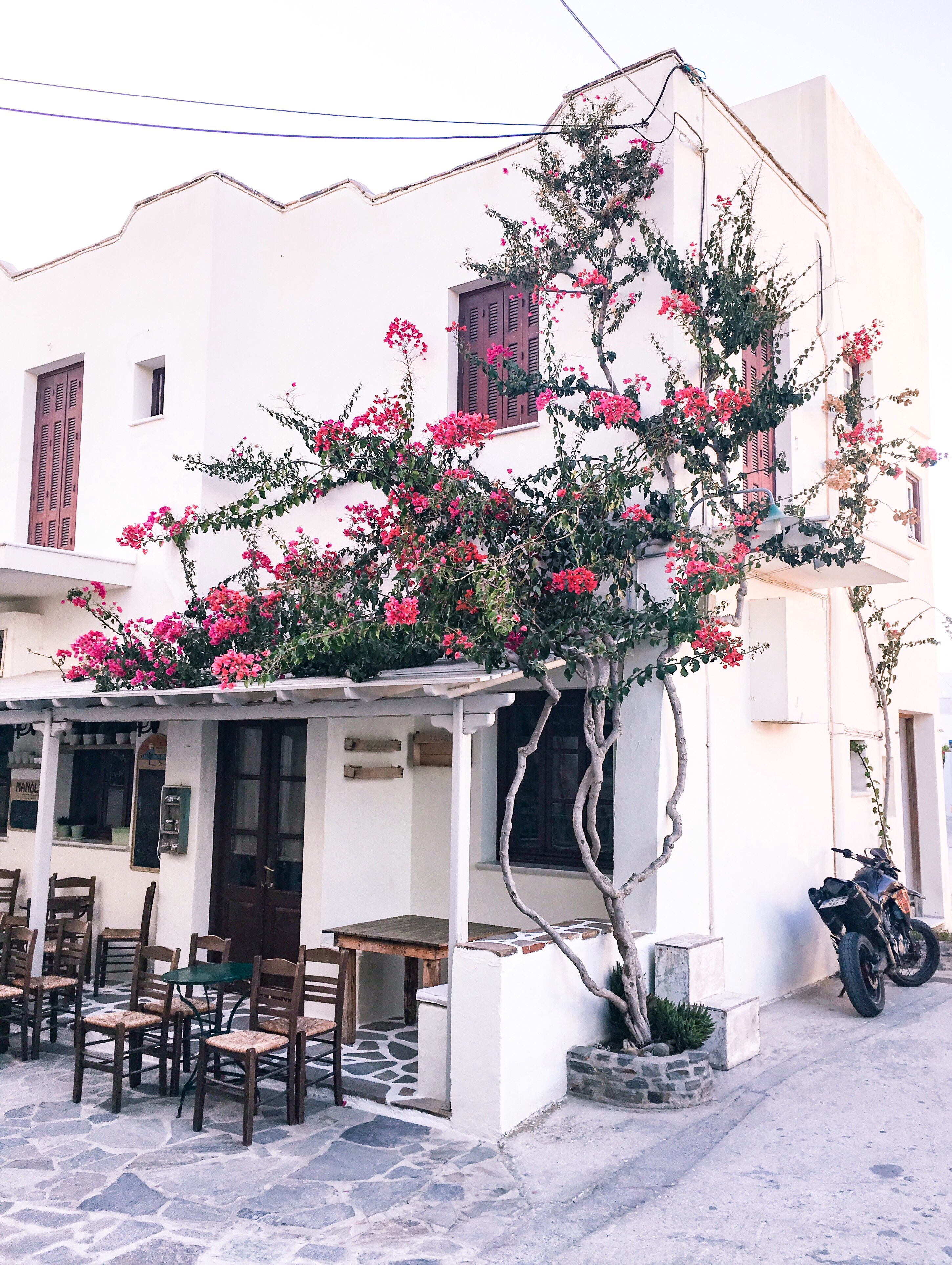 bougainvillea in naxos greece