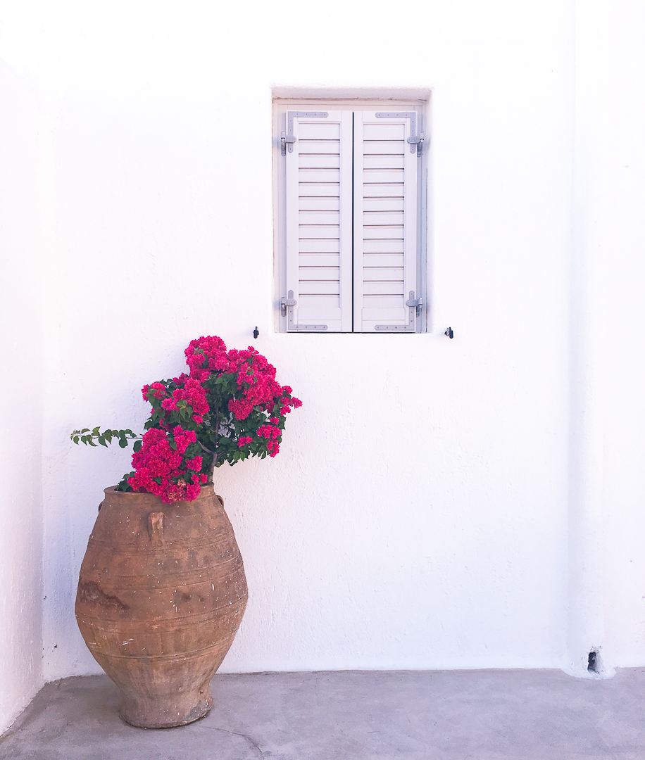 bougainvillea in greece