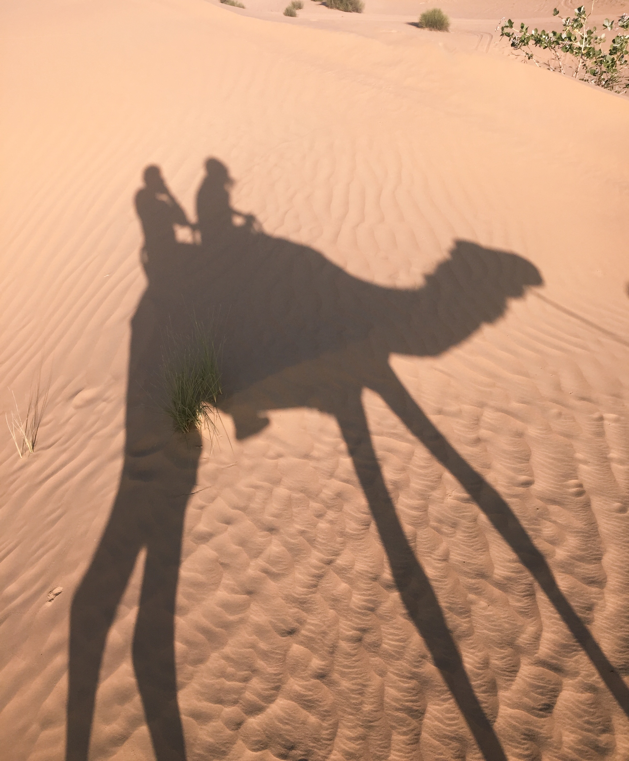 camel ride in dubai