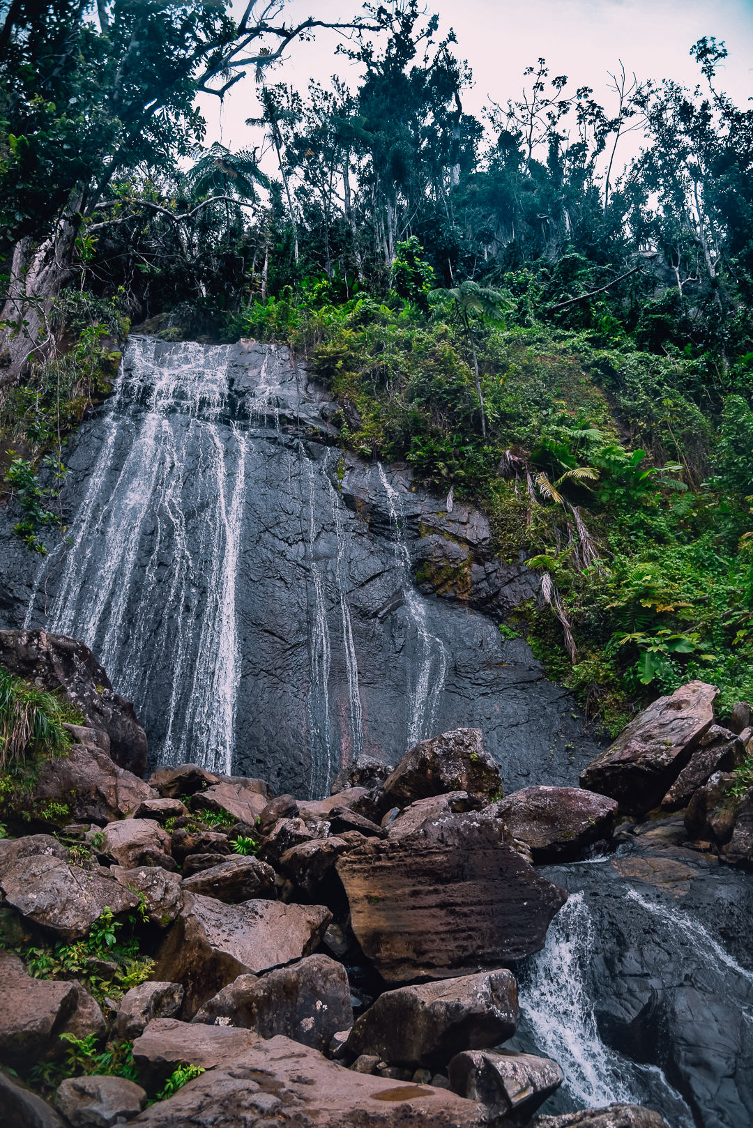 rainforest tour in puerto rico