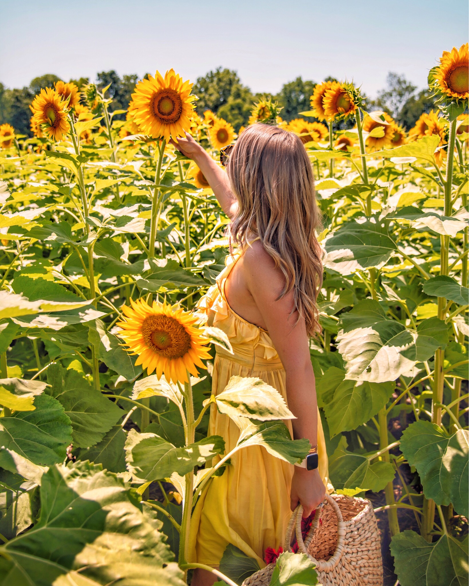 sunflower field illinois