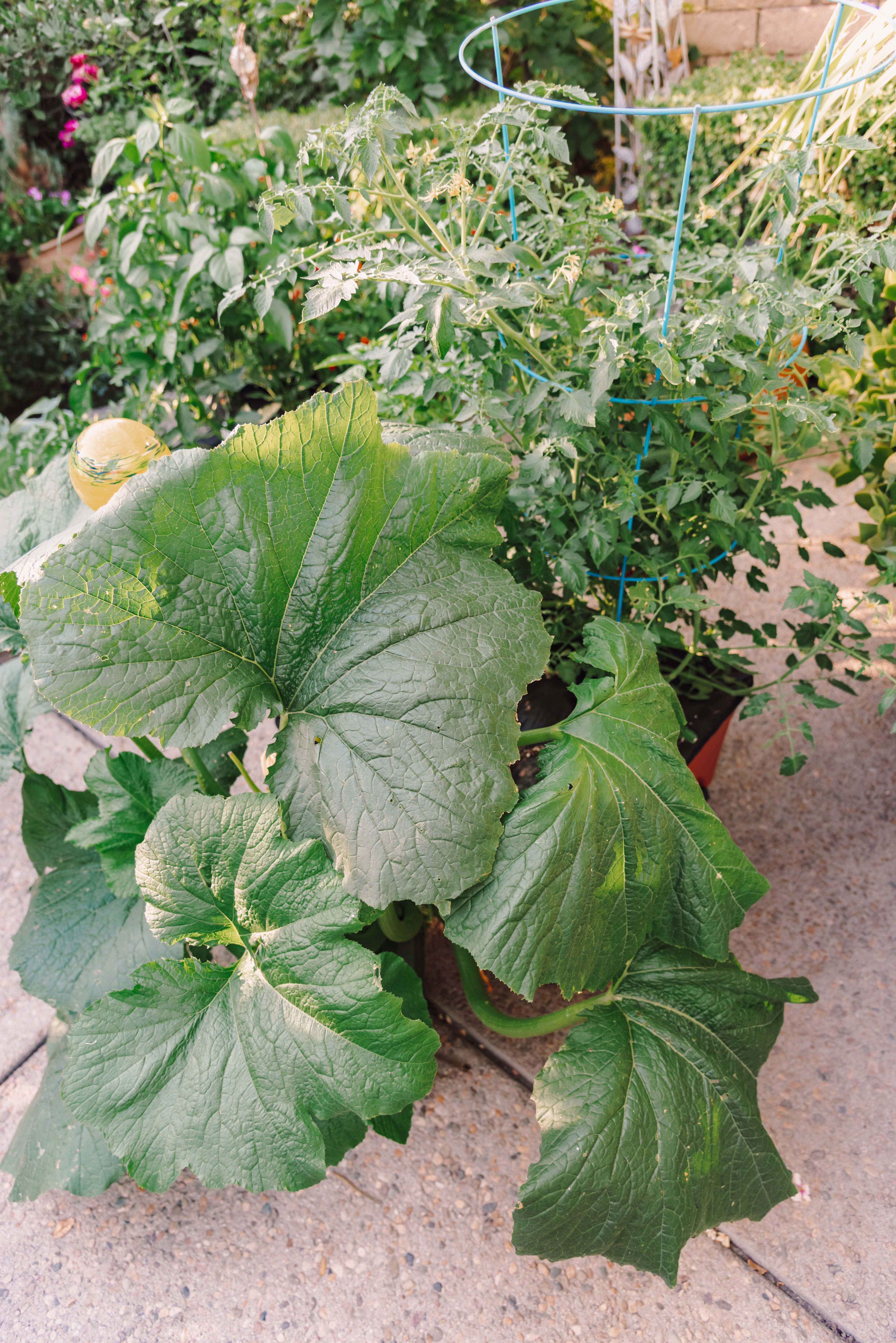 how to prune a zucchini plant