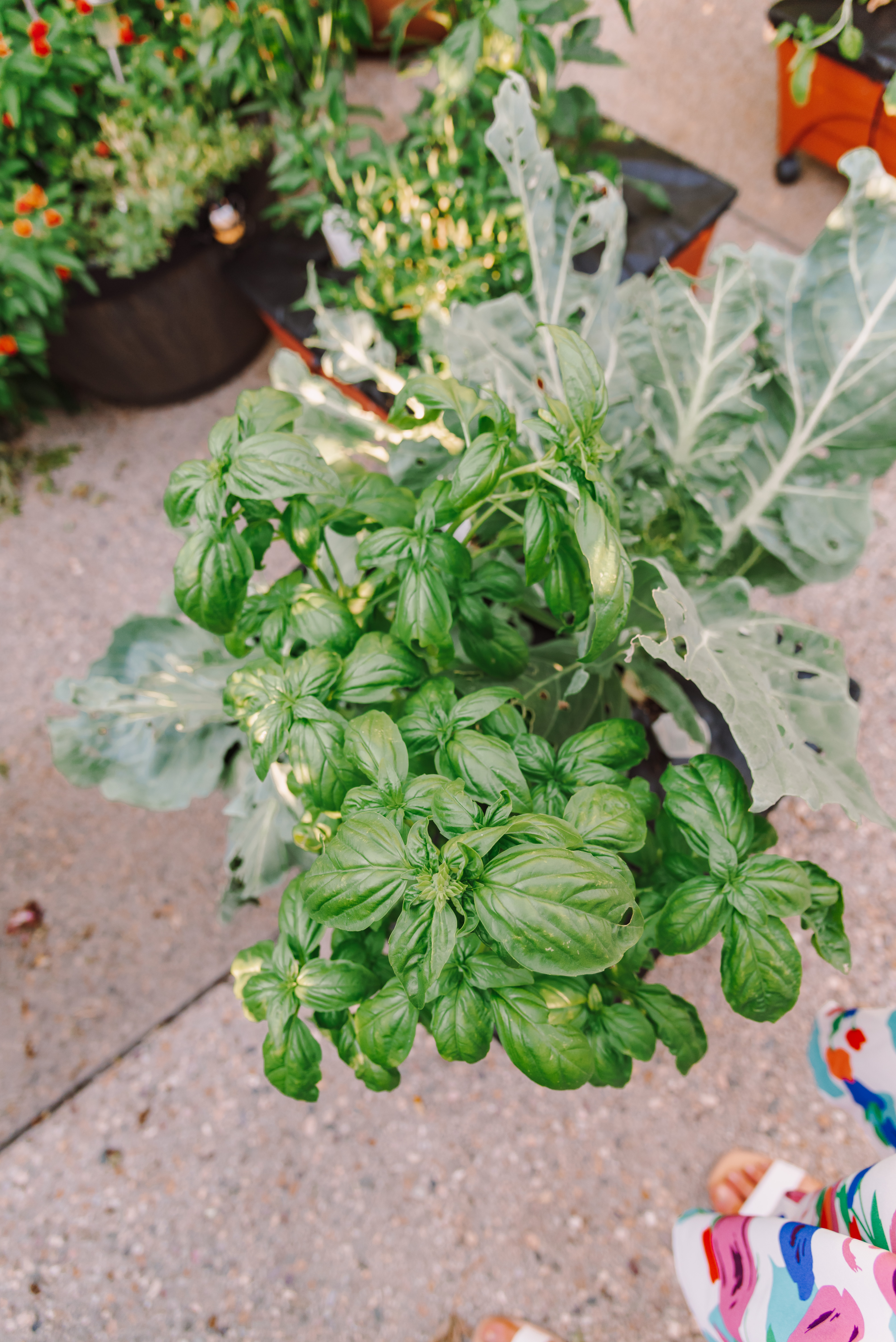 how to prune basil