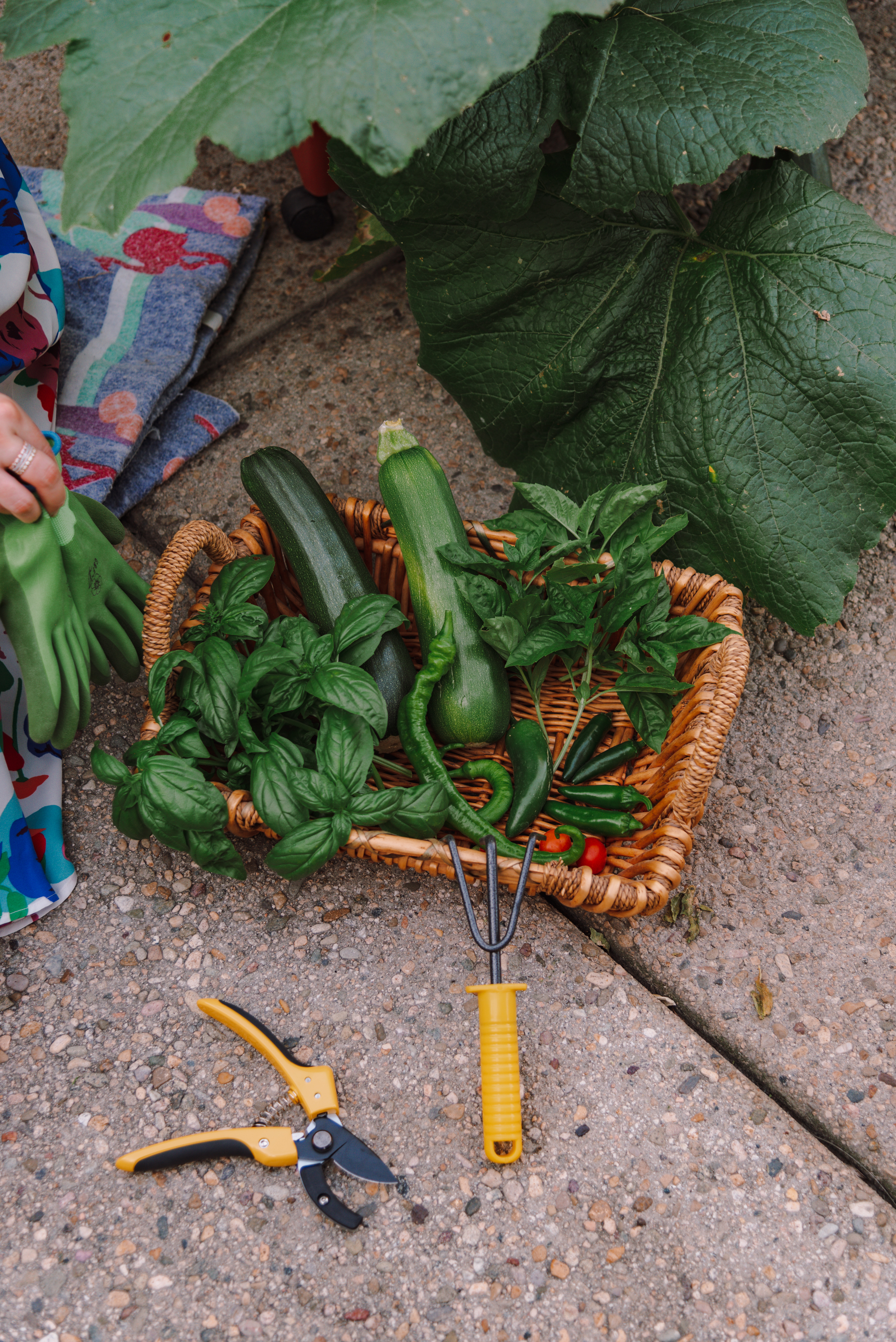 tips for growing zucchini