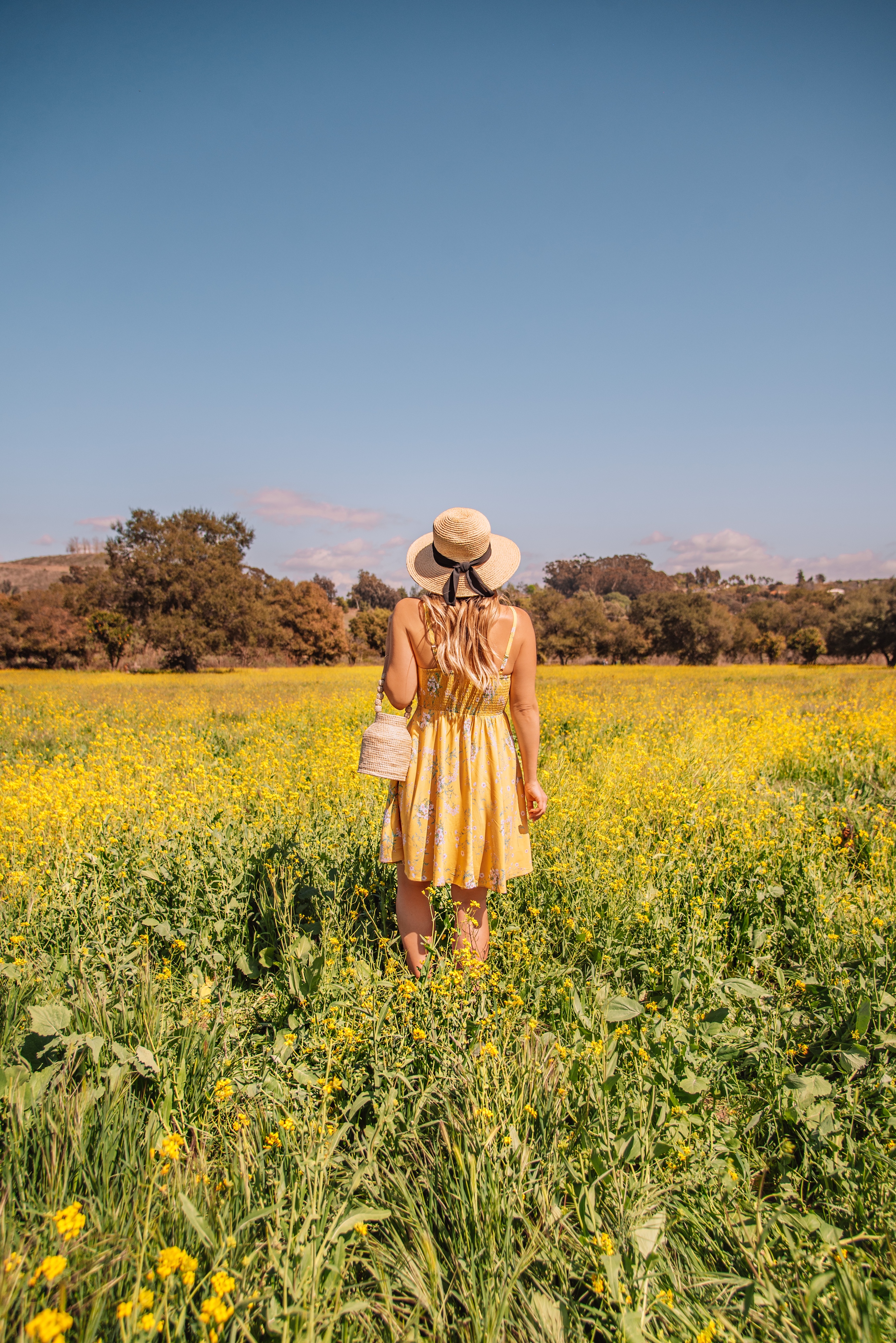 Best places to see wildflowers in california