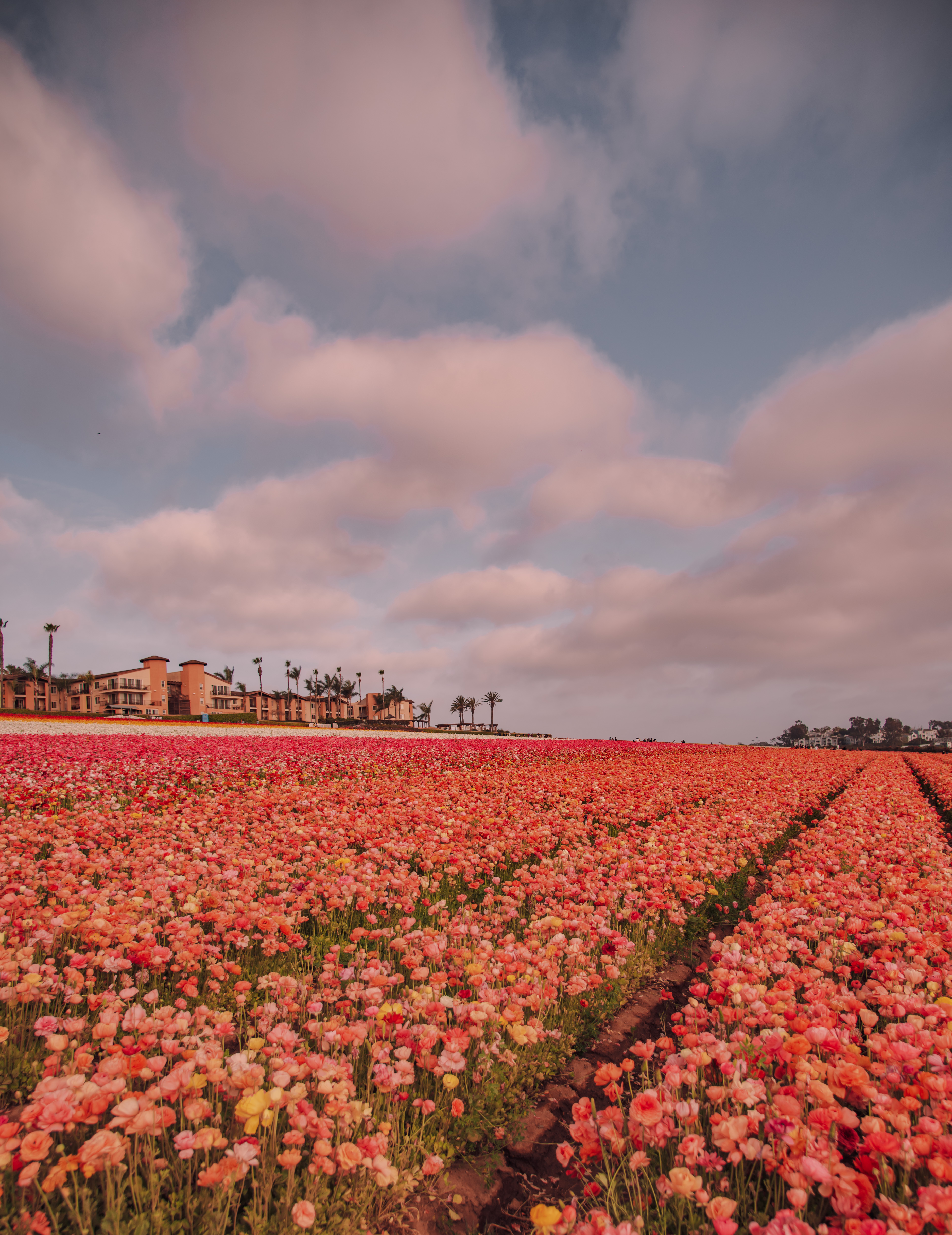 carlsbad flower fields in california